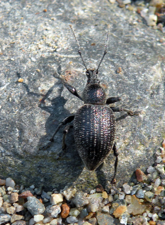 Otiorhynchus dalla Val Rendena (TN)